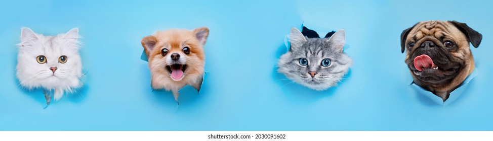 Funny gray kitten and smiling dogs with beautiful big eyes on trendy blue background. Lovely fluffy cats, puppy of pomeranian spitz and pug climbs out of hole in colored background.