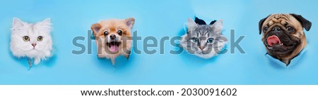 Funny gray kitten and smiling dogs with beautiful big eyes on trendy blue background. Lovely fluffy cats, puppy of pomeranian spitz and pug climbs out of hole in colored background.