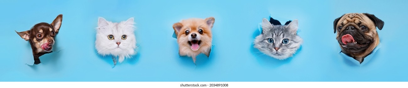 Funny gray kittens and smiling dogs on trendy blue background. Lovely fluffy cats, puppy of pomeranian spitz, chihuahua and pug climbs out of hole in colored background. - Shutterstock ID 2034891008