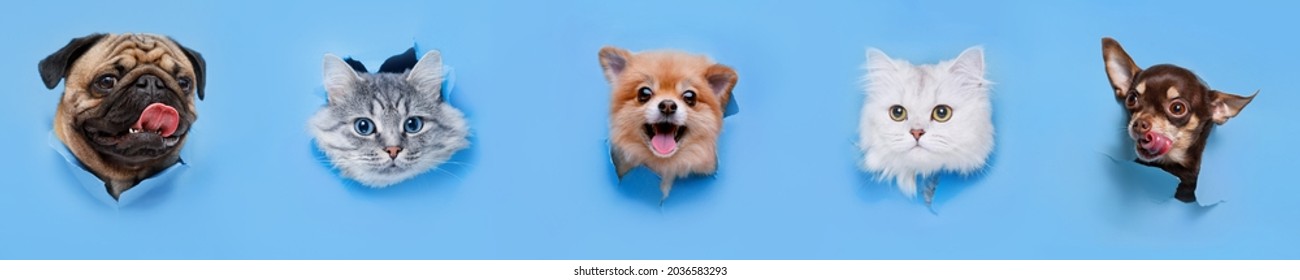 Funny gray kittens and smiling dogs on trendy blue background. Lovely fluffy cats, puppy of pomeranian spitz, chihuahua and pug climbs out of hole in colored background.