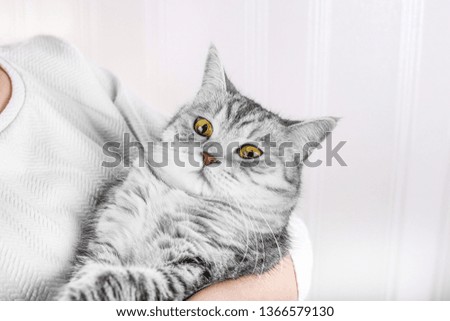 Funny gray scottish cat looks into female hand on a white background.