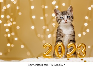 funny gray striped kitten next to the figures of the new year 2023 on the background of the lights of the Christmas garland