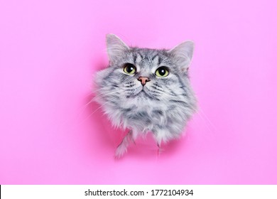 Funny Gray Tabby Cute Kitten With Beautiful Big Eyes On Bright Trendy Pink Background. Lovely Fluffy Cat Climbs Out Of Hole In Colored Background. Free Space For Text.