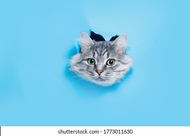 Funny Gray Tabby Cute Kitten With Beautiful Big Eyes On Bright Trendy Blue Background. Lovely Fluffy Cat Climbs Out Of Hole In Colored Background. Free Space For Text.