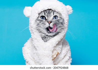 Funny gray tabby cute kitten with beautiful big eyes licking lips. Pets concept. Lovely fluffy cat in bear costume on blue background.
