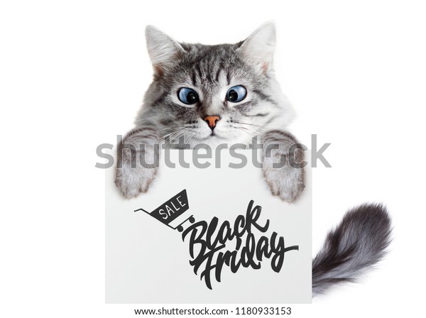 Funny Gray Tabby Kitten Showing Placard Stock Photo Edit Now