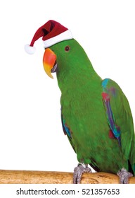 parrot with santa hat