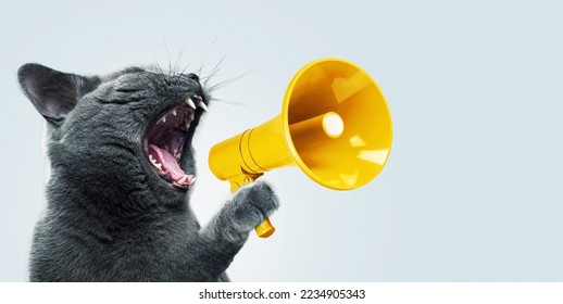 Funny grey cat screams with a yellow loudspeaker on a blue background, creative idea. Fun pet kitten speaks into a megaphone. Management and advertising, concept