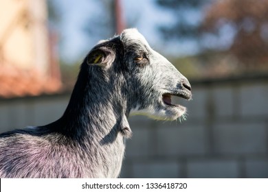 Funny Grey Goat Screaming In A Sunny Day