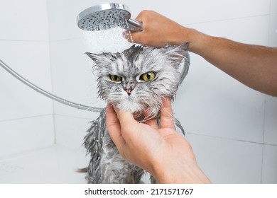 Funny Grey Persian Cat In Shower Or Bath. Washing Cat In Groomer Salon. Pet Hygiene Concept. Wet Cat.