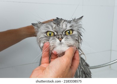 Funny grey persian cat in shower or bath. Washing cat in groomer salon. Pet hygiene concept. Wet cat.