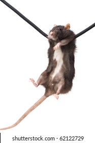 2,436 Rat hanging Images, Stock Photos & Vectors | Shutterstock