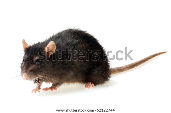 Funny Grey Rat On White Background Stock Photo (Edit Now) 62122744