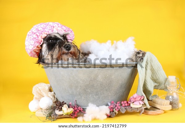 funny grooming with miniature schnauzer\
sitting in a bathtub with towel and bath\
duck