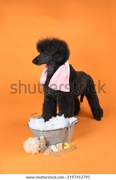 funny grooming\
poodle in colorful background\
