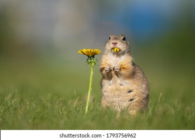 4,448 Joyful Squirrel Images, Stock Photos & Vectors | Shutterstock