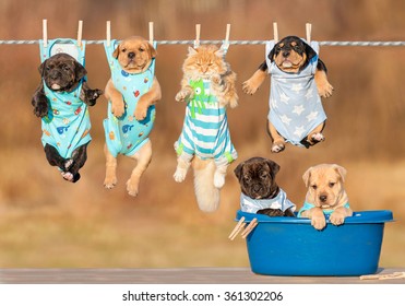 Funny group of american staffordshire terrier puppies with little red cat hanging on a clothesline and two puppies sitting in a washing bawl