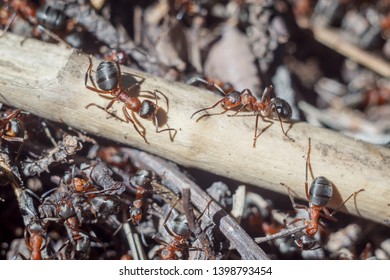 Funny Group Ants Close Portrait Working Stock Photo 1398793454 ...