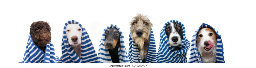 Funny group of dogs bath wrapped with a striped towel. Summer time concept. Isolated on white background