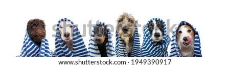 Funny group of dogs bath wrapped with a striped towel. Summer time concept. Isolated on white background