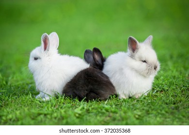 11,422 3 rabbits Images, Stock Photos & Vectors | Shutterstock