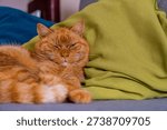 Funny Grumpy Cat Lying On Couch With Sleepy Mocking Look And Annoyed Expression