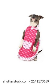 Funny Guard Dog Américain Staff With Apron Isolated On White 