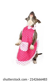 Funny Guard Dog Américain Staff With Apron Isolated On White 