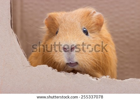 funny guinea pig