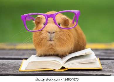 funny guinea pig in glasses reading a book outdoors