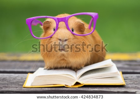 funny guinea pig in glasses reading a book outdoors