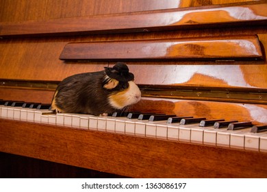  Funny guinea pig in hat on piano