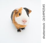 funny guinea pig on white background