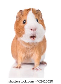 Funny Guinea Pig With Open Mouth Isolated On White
