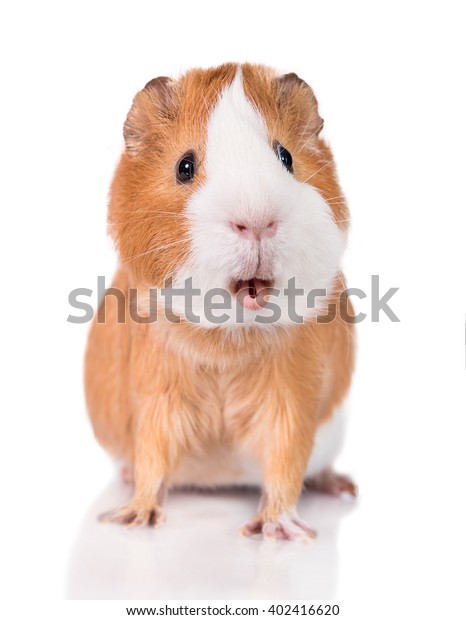 Funny Guinea Pig Open Mouth Isolated Stock Photo Edit Now