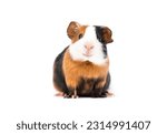 funny guinea pig smiling on white background
