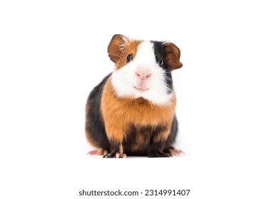 funny guinea pig smiling on white background