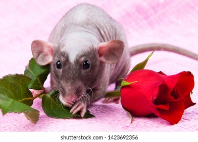 Funny Hairless Rat Big Ears Looking Stock Photo 1423692356 | Shutterstock