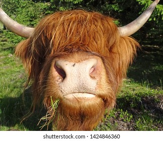        funny hairy cow highland cattle close up                        