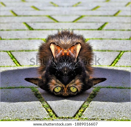 Funny hairy creature lying down on teh cobble stones in the sun