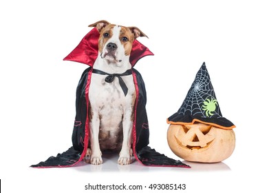 Funny Halloween Dog Dressed Like A Dracula