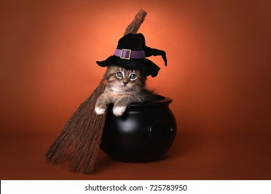 Funny Halloween Witch Themed Kitten