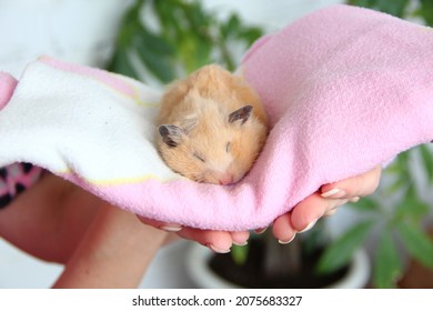 Funny Hamster With Big Cheeks Sleeps In A Pink Towel In A Female Hands