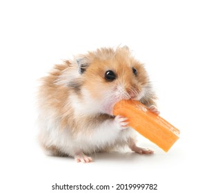 Funny Hamster Carrot On White Background Stock Photo (Edit Now) 2019999782