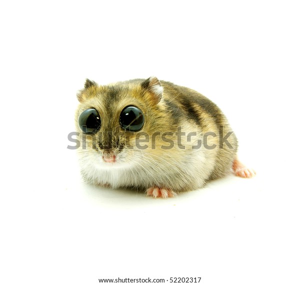 Funny Hamster Very Will Be Surprised Stock Photo Edit Now