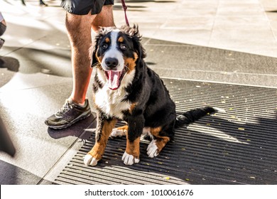 Funny happy Australian Shepherd dog New York City, Midtown Manhattan, NYC closeup with calico orange, black, white color, smiling, tongue out of mouth on street