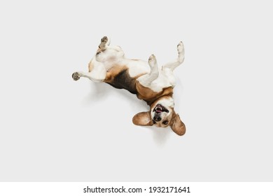 Funny happy Beagle dog having fun isolated over white background.