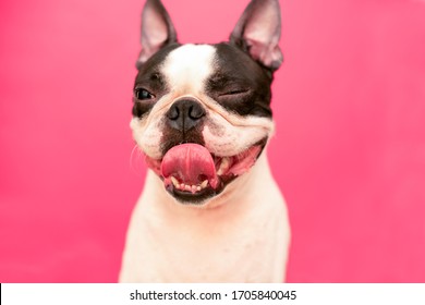 A funny, happy Boston Terrier dog with a winking eye, a smile, and a protruding tongue on a pink background.