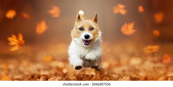 Funny Happy Cute Smiling Pet Dog Puppy Running In The Leaves. Orange Red Autumn Fall Banner.