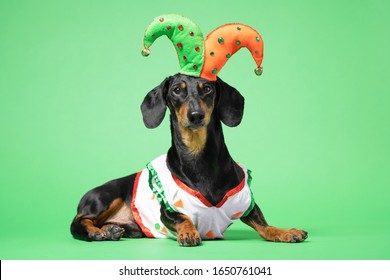 Funny Of A Happy  Dog Wearing In The Suit And Cap Of The Jester On A Green Background. April Fools Day Concept